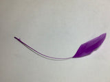 Colorful Feather