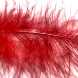 Colorful Feather