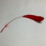 Colorful Feather