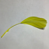 Colorful Feather