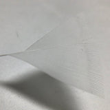 Colorful Feather