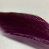 Colorful Feather