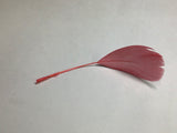 Colorful Feather