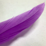 Colorful Feather