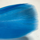 Colorful Feather