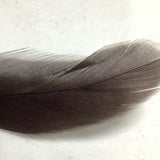Colorful Feather