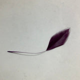 Colorful Feather