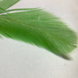 Colorful Feather