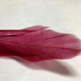 Colorful Feather