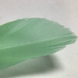 Colorful Feather