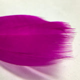 Colorful Feather