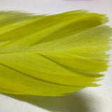 Colorful Feather