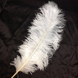 Ostrich Feathers