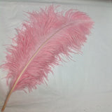 Ostrich Feathers