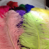 Ostrich Feathers