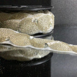 Iron on waving beading ribbon
