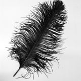 Ostrich Feathers