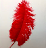 Ostrich Feathers