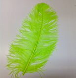 Ostrich Feathers