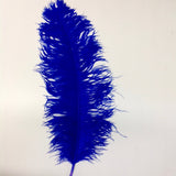 Ostrich Feathers